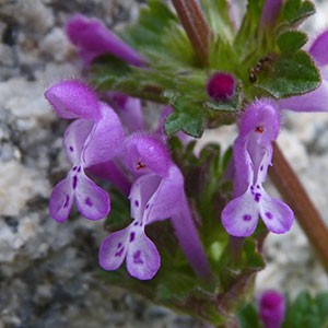 Hen's-bit - Lamium amplexicaule © John Muddeman
